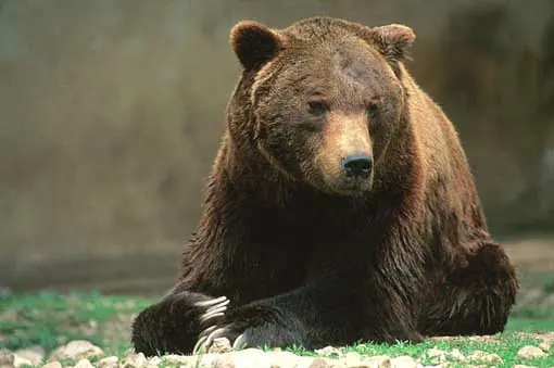 5 Animales