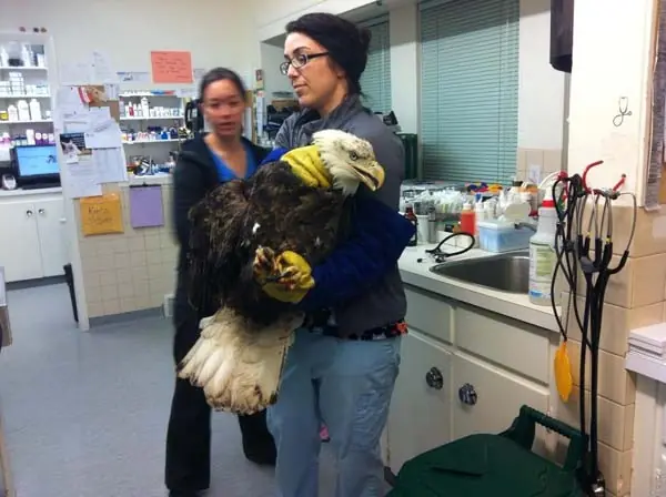 Ningún Veterinario Se Esperaba Que Le Vinieran Con Esto…