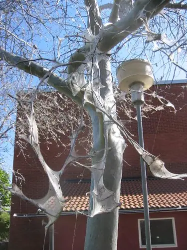 Arboles tallados & Worms Armageddon x)