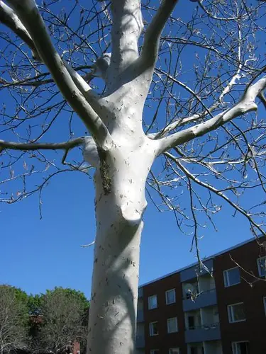 arboles