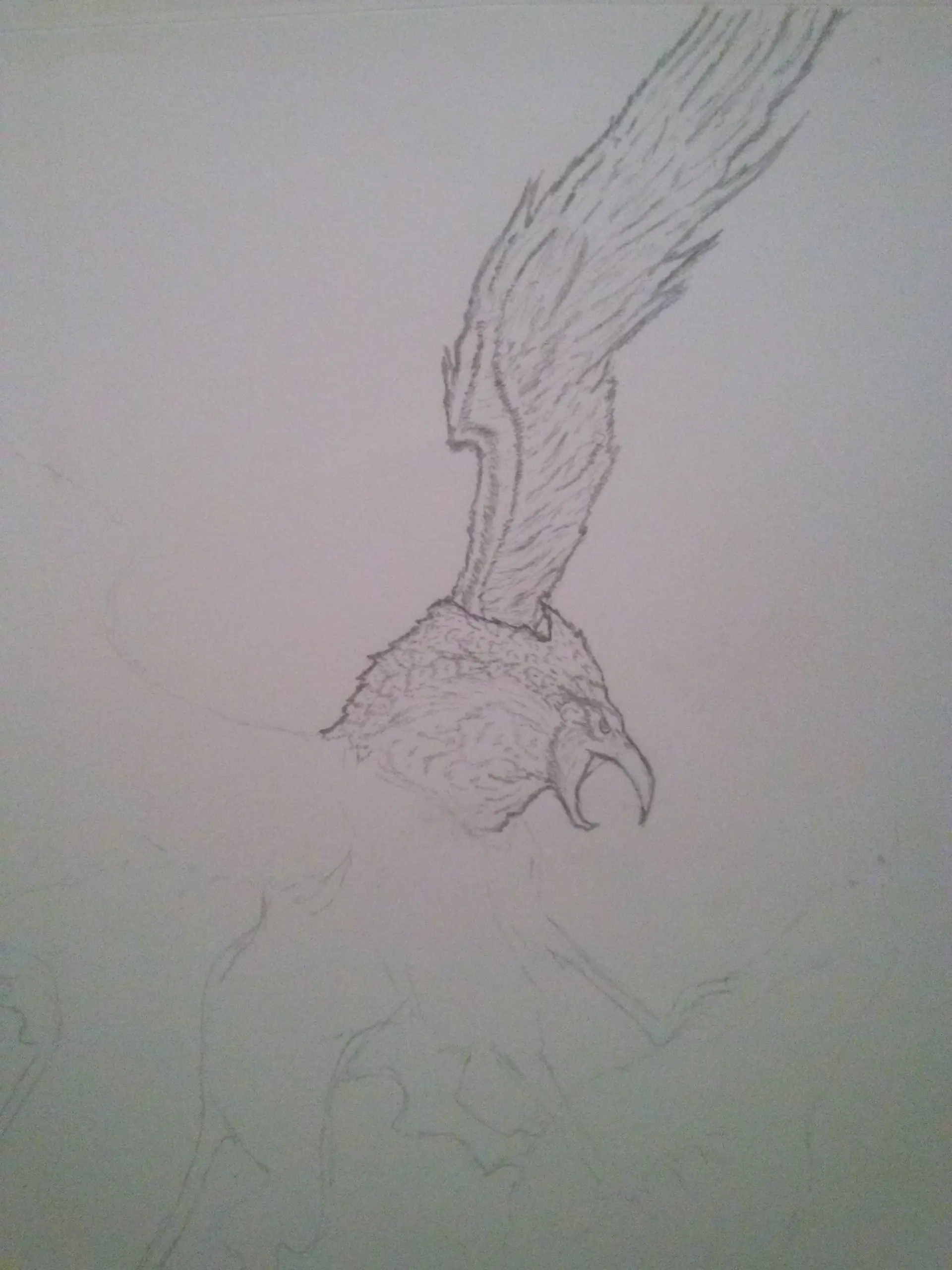 Grifo
