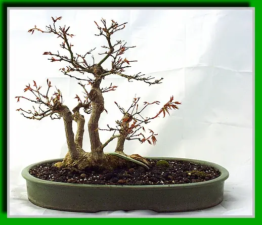 tipos bonsai