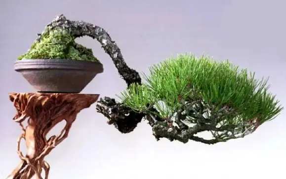 tipos bonsai