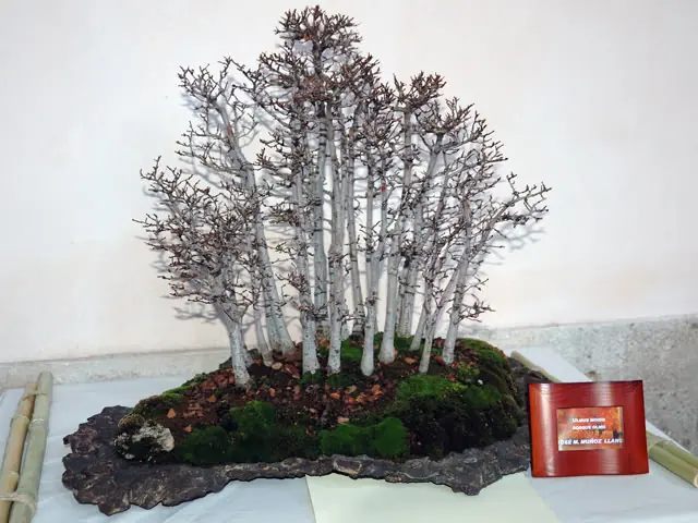 tipos bonsai
