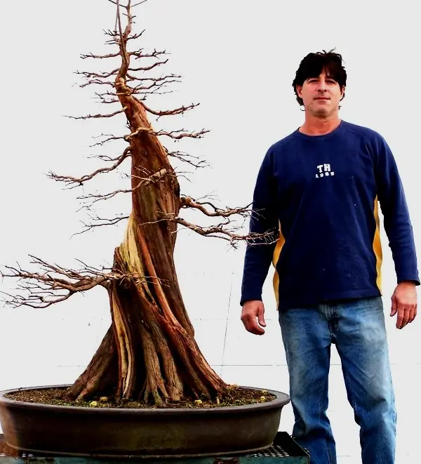 El arte del bonsai...