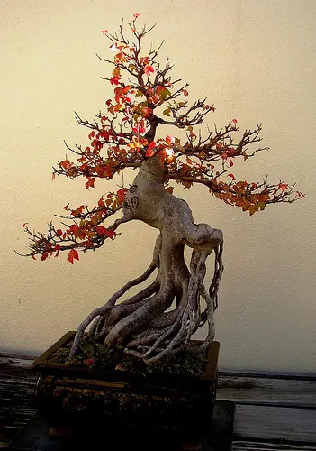 bonsai