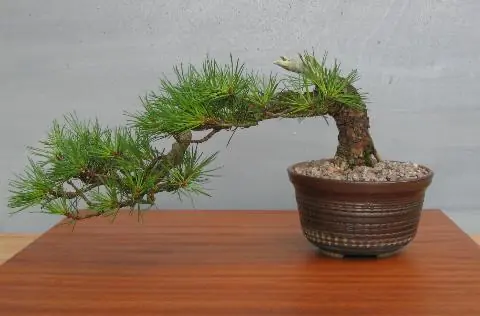 El arte del bonsai...