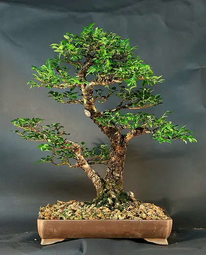 bonsai