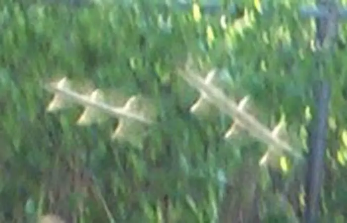fenomeno rods