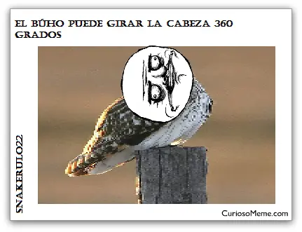 Curiosidades con los Memes (Parte 4)