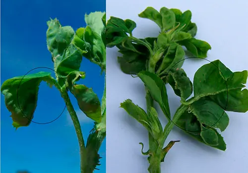 Secuencian el genoma de un virus que afecta a la alfalfa