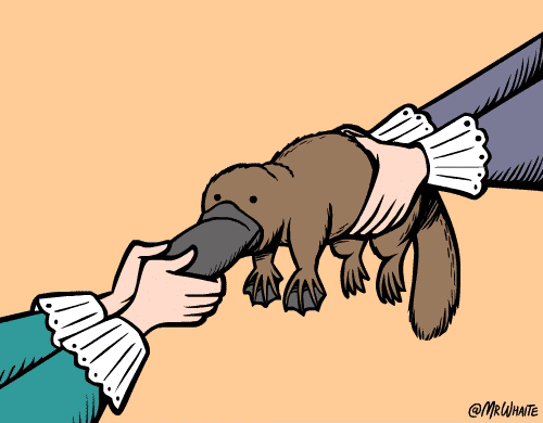 13 datos curiosos de animales que te sorprenderan!
