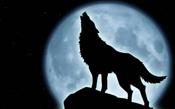 los lobos aúllan a la Luna