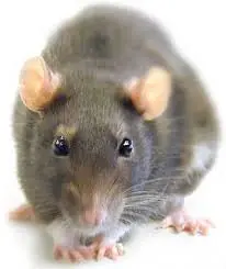 Cosas que no sabias a que te vas sabiendo algo nuevo