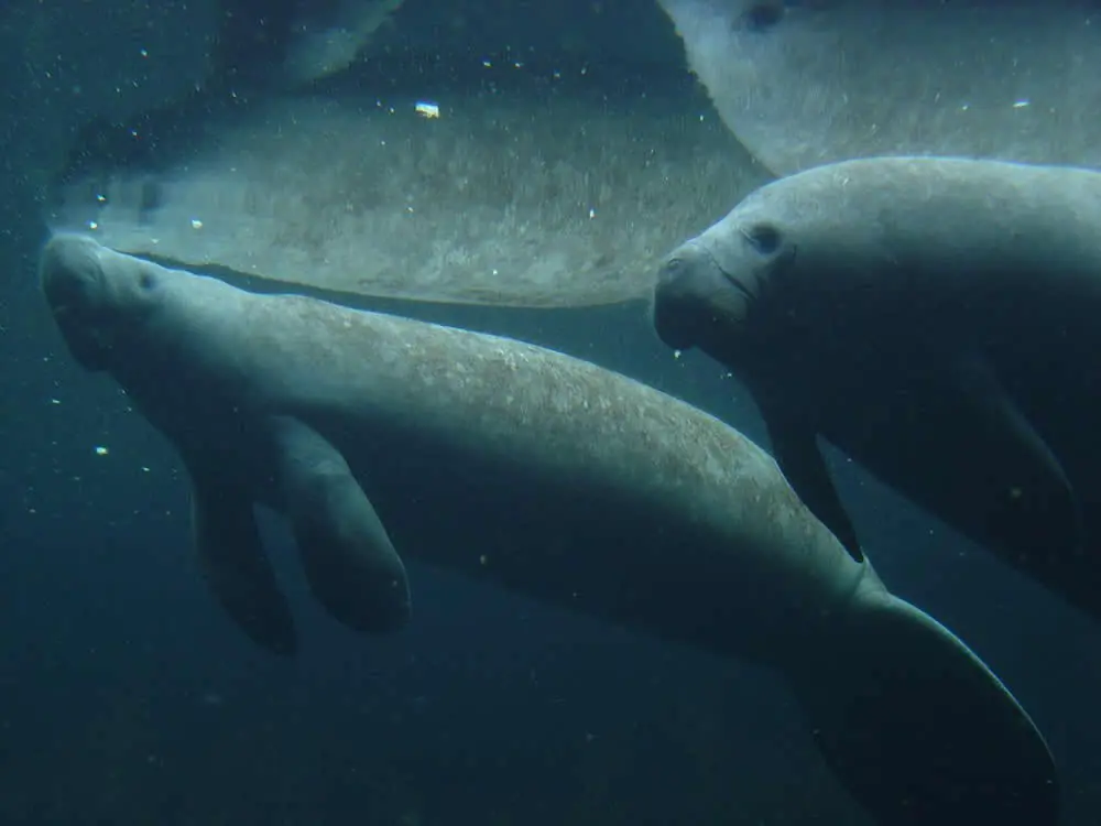 Acuario de veracruz