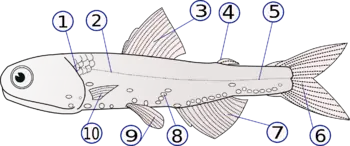 ¿ Animales simples ? Los Peces ..