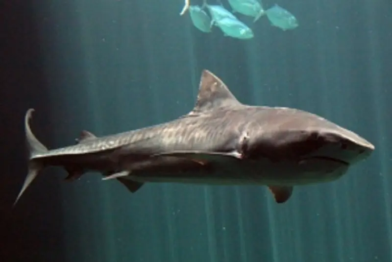 Acuario de veracruz