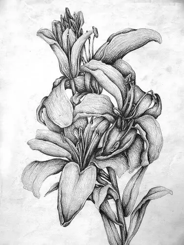 puntos