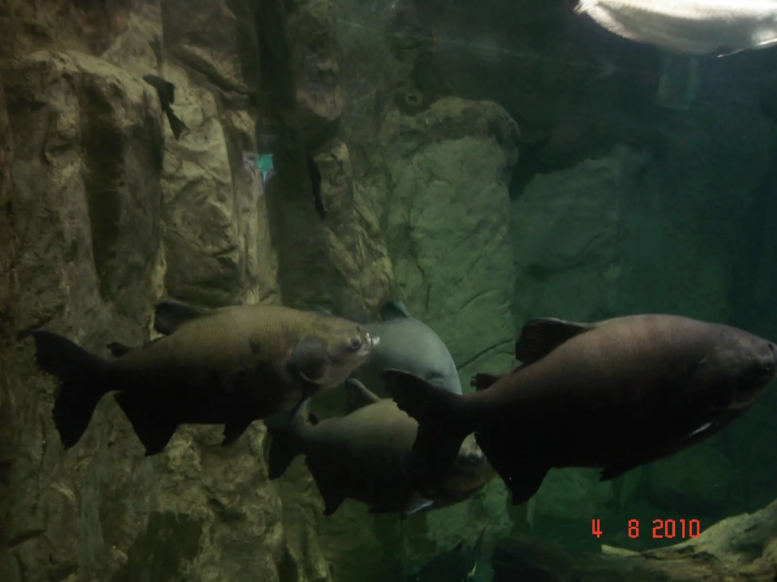 Acuario de veracruz