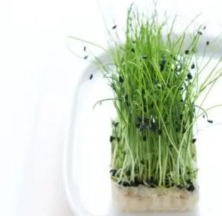 germen de alfalfa