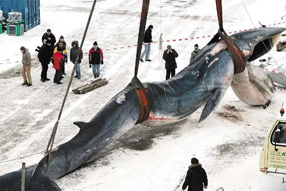 ballenas