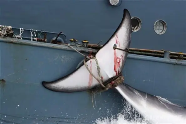 caza de ballenas