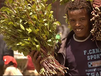 El khat, prohibido en Reino Unido