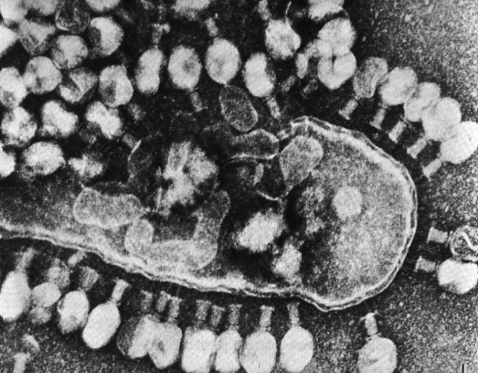 bacteriofagos
