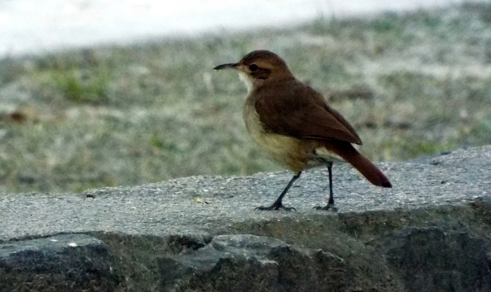 pajaros