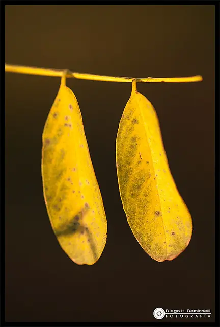 El otoño también es vida - Fotografía personal