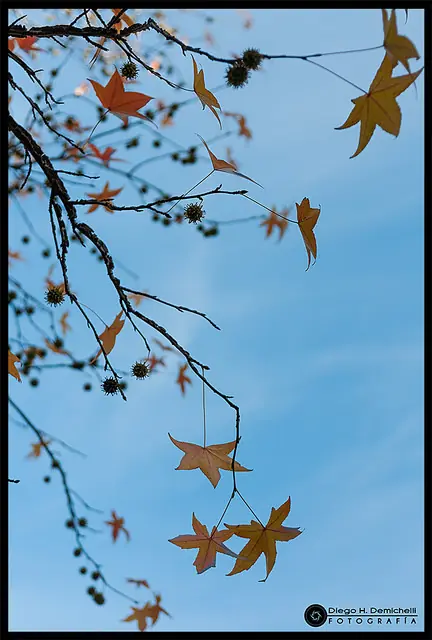 El otoño también es vida - Fotografía personal