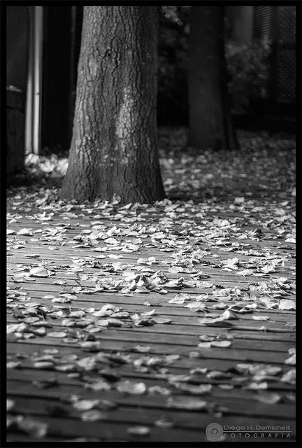 El otoño también es vida - Fotografía personal