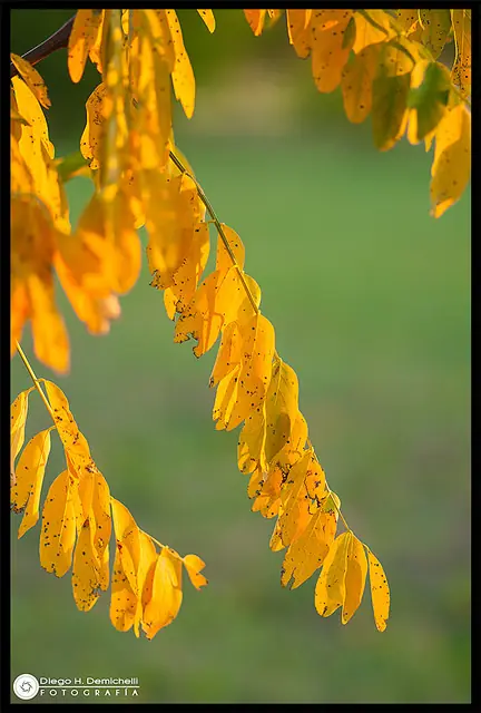 El otoño también es vida - Fotografía personal