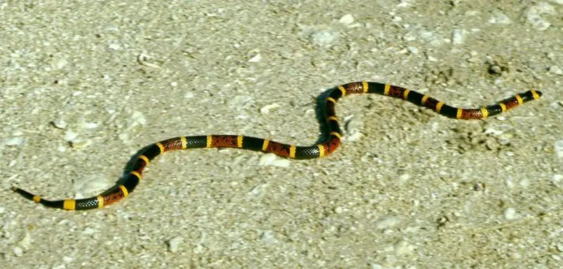 veneno