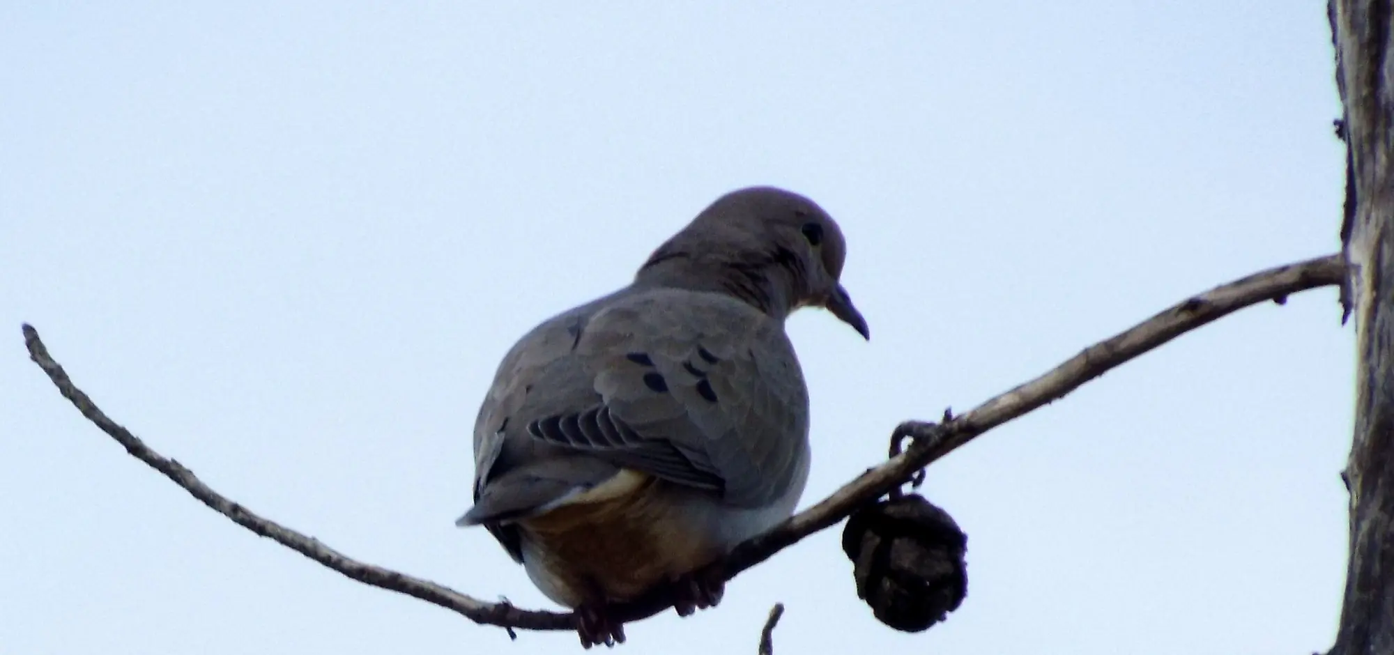 pajaros