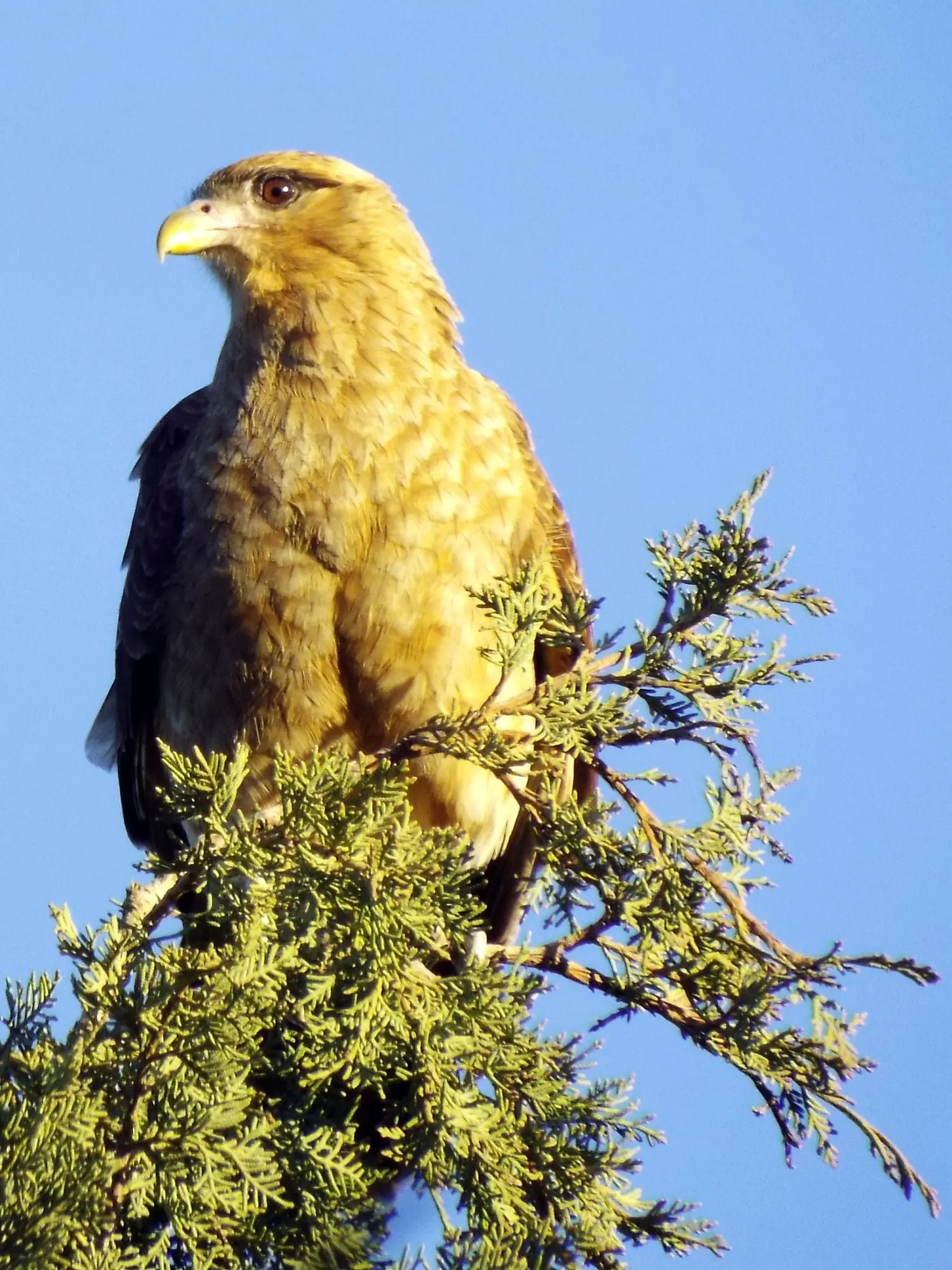 pajaros