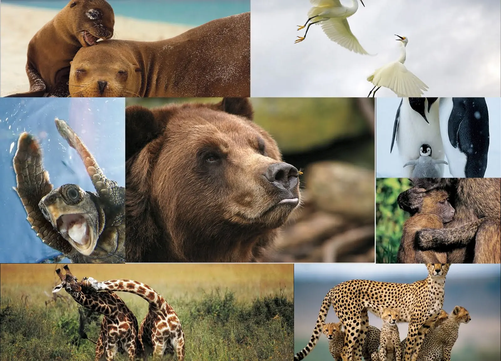 ¿Qué importa que las especies se extingan?