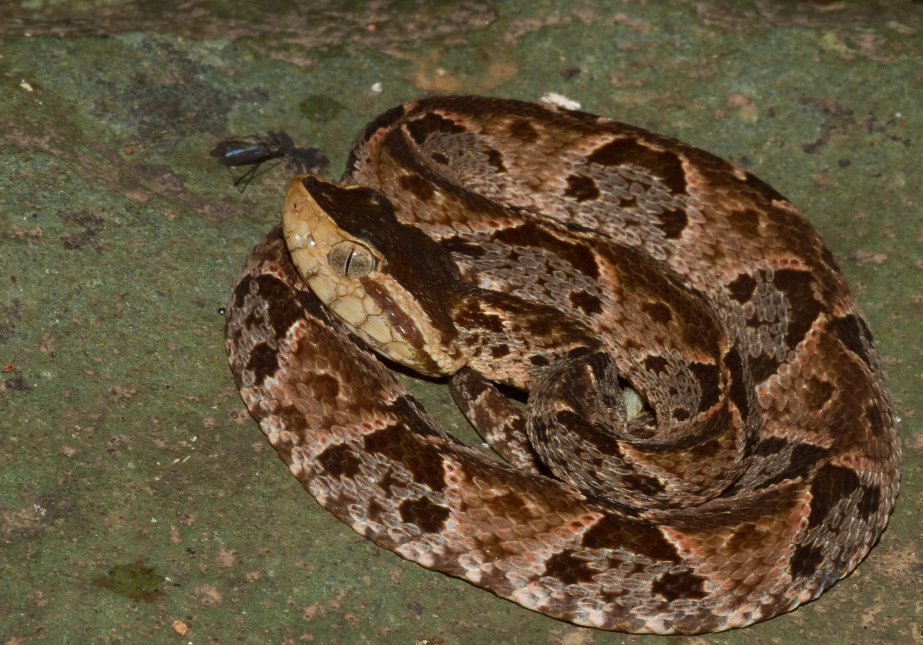 vivora