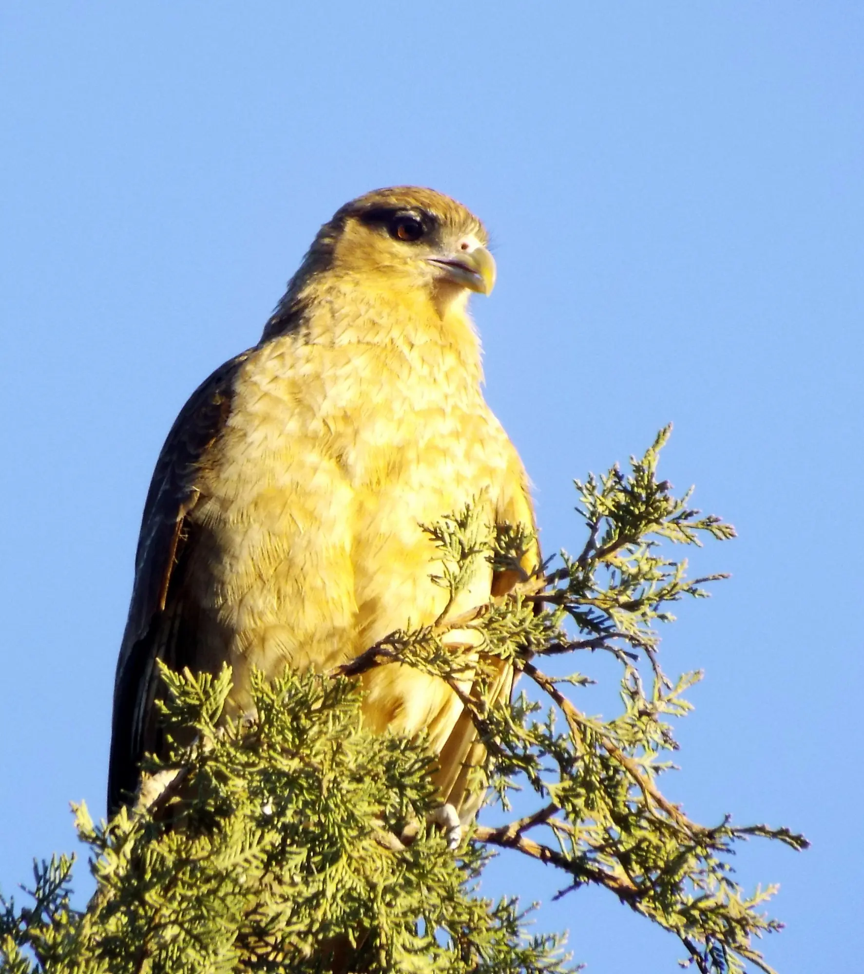 pajaros