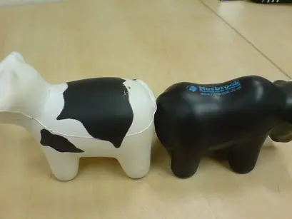 vaca