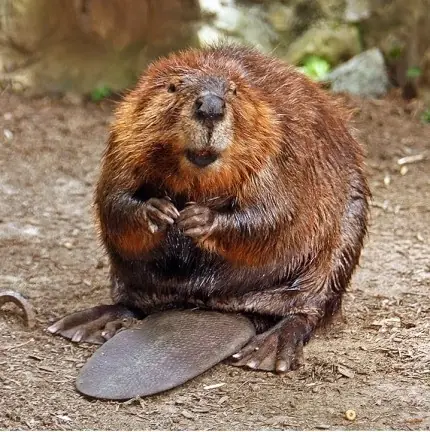 animal