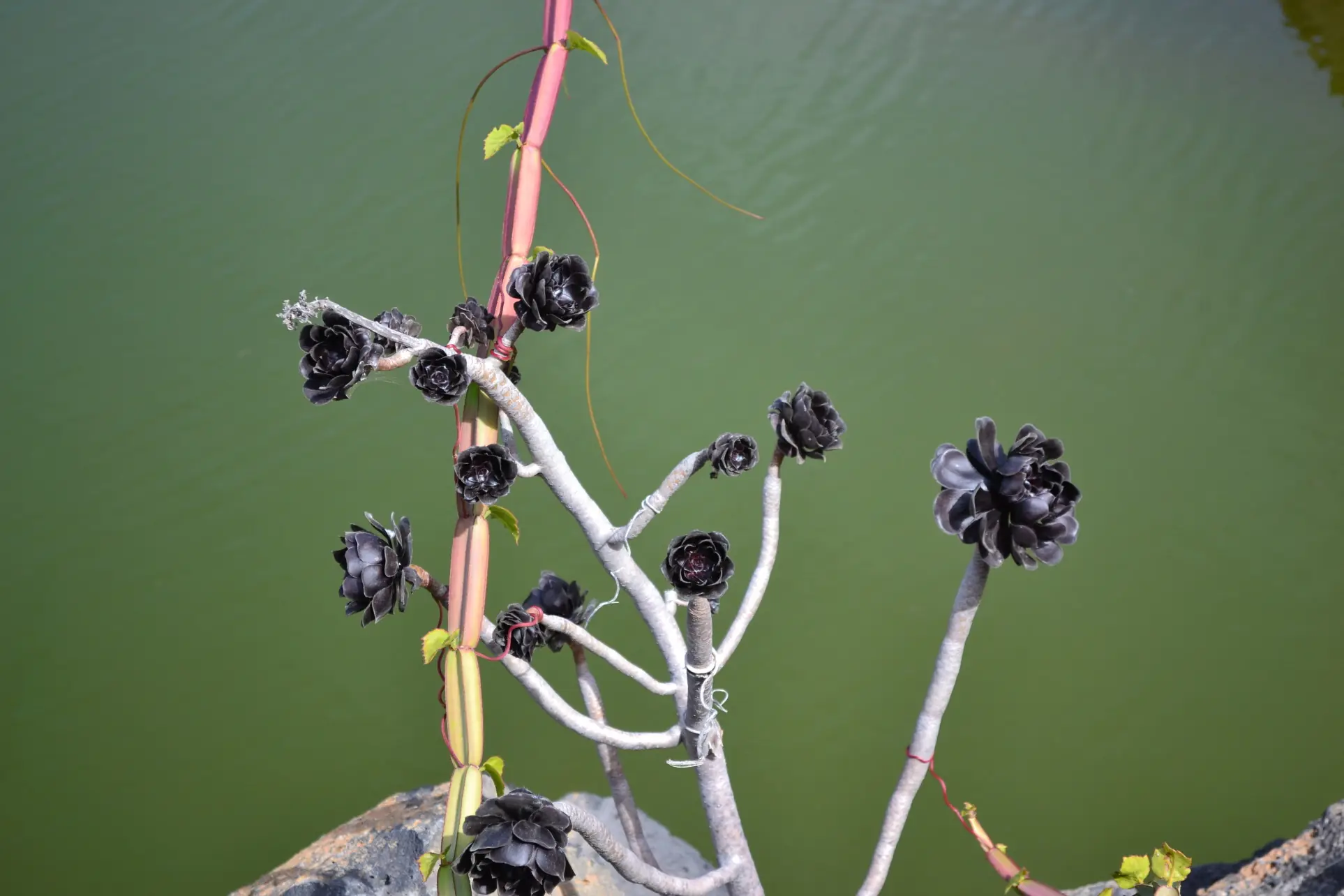 jardin de cactus