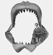 ballena