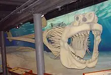 Todo Sobre el : MEGALODON