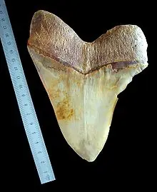 Todo Sobre el : MEGALODON