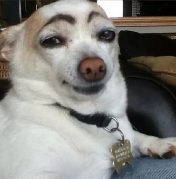 Cejas