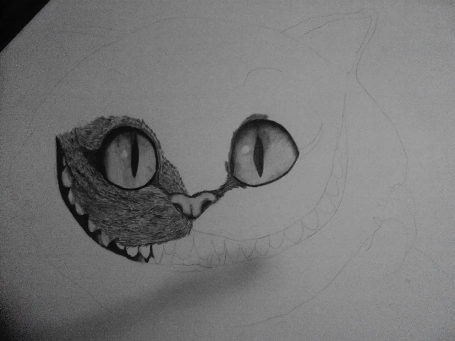gato
