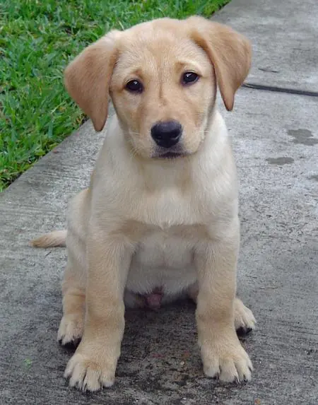 labrador