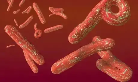 Se reactiva el ébola, el virus más mortal de la tierra