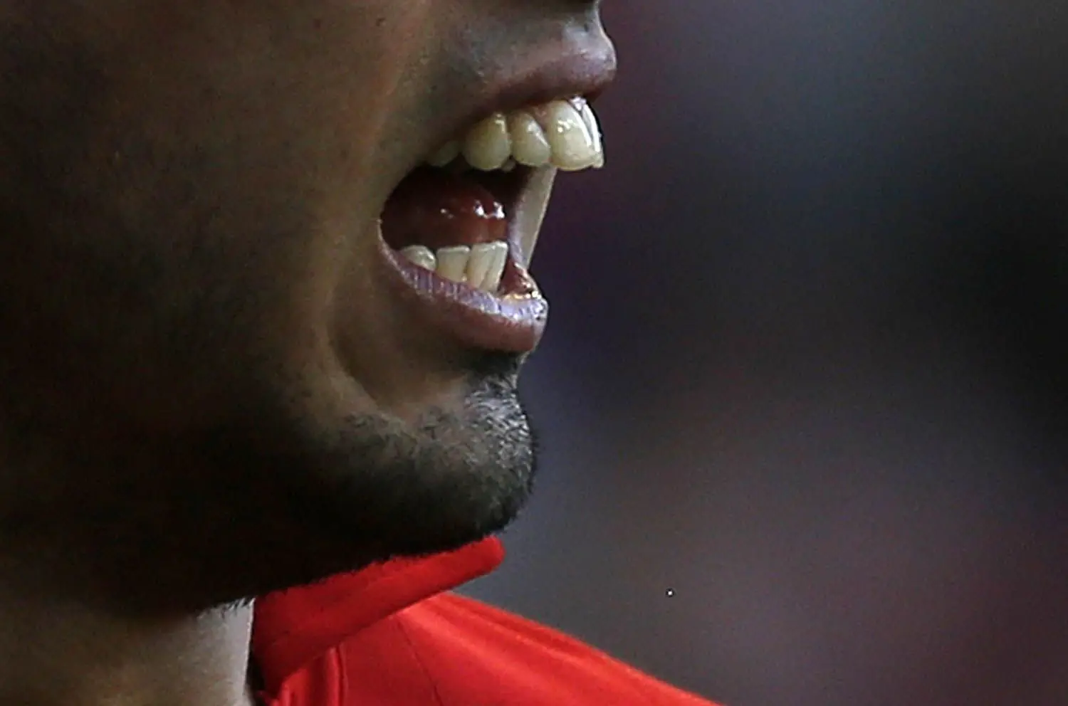 El castor debe roer para que sus dientes no offsideen